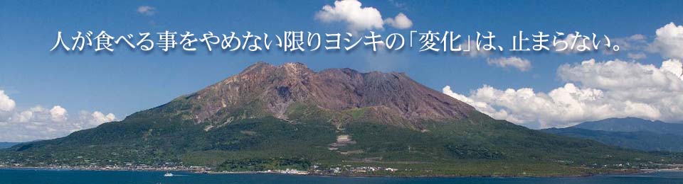 人が食べる事をやめない限りヨシキの「変化」は、止まらない。 基本は、「食」。だけど業態は次々に変わる。 同じ形なのに幾通りもの美しさを見せる 桜島の「七色変化」のように。